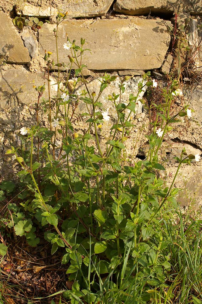 Silene latifolia (=Silene alba) / Silene bianca